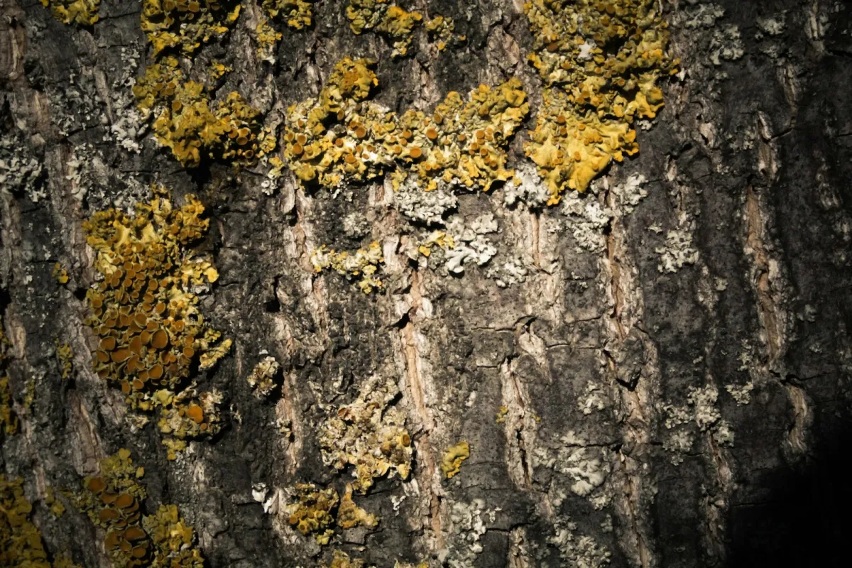 Kalna Kaibēnos pirmoreiz Latvijā konstatēta ķērpju suga Pseudothelomma ocellatum