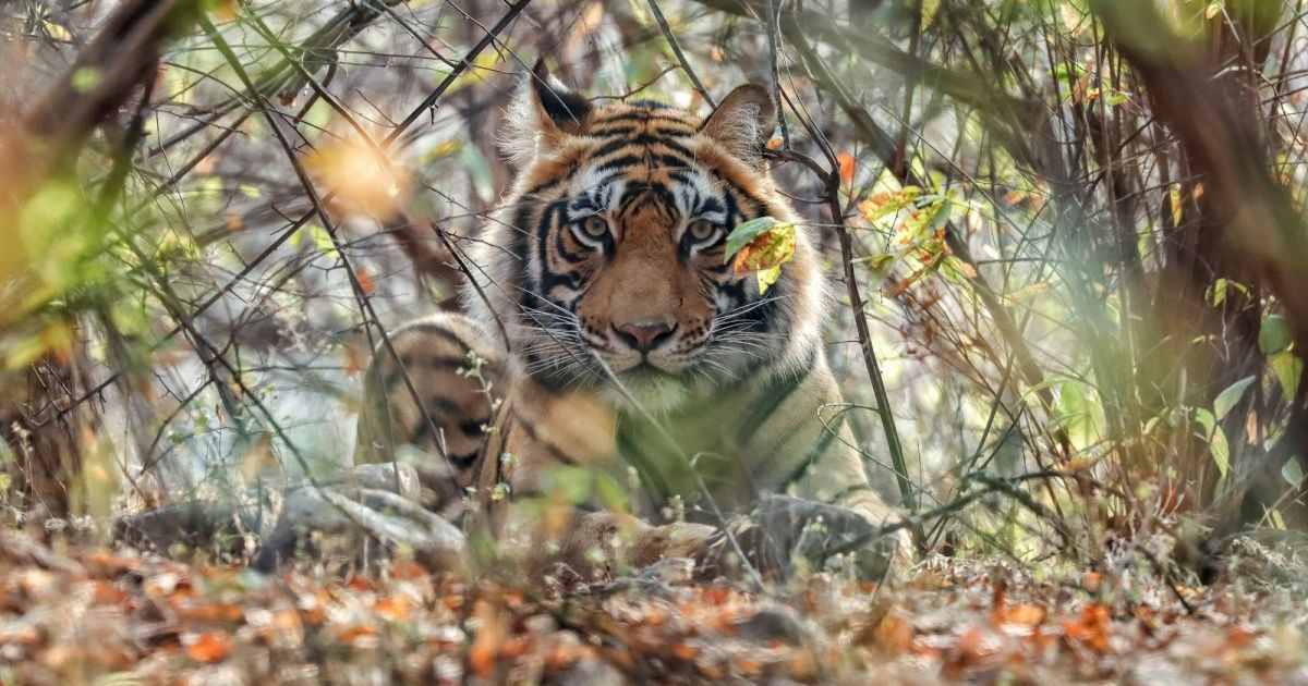 WWF: novēroto savvaļas dzīvnieku populāciju lielums kopš 1970. gada sarucis vidēji par 73%