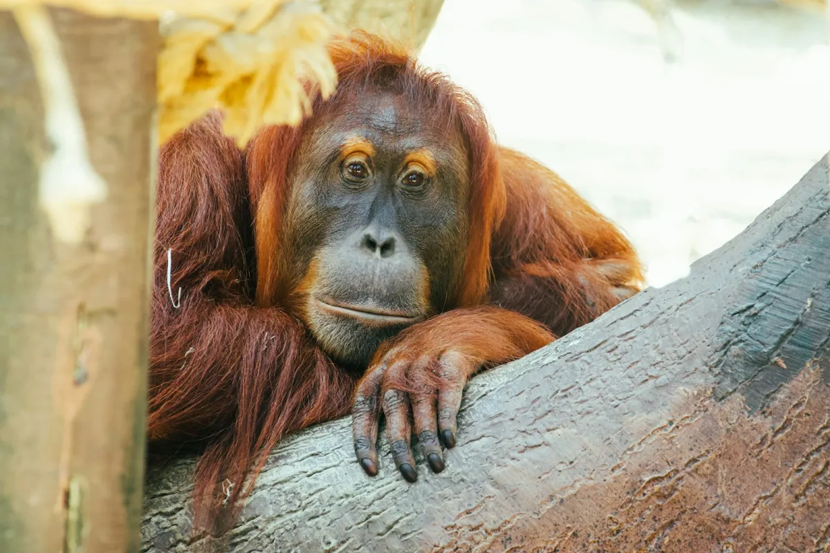 Indonēzijā no meža ugunsgrēkiem glābj orangutanus; Rietumkalimantanā atrīvo astoņus
